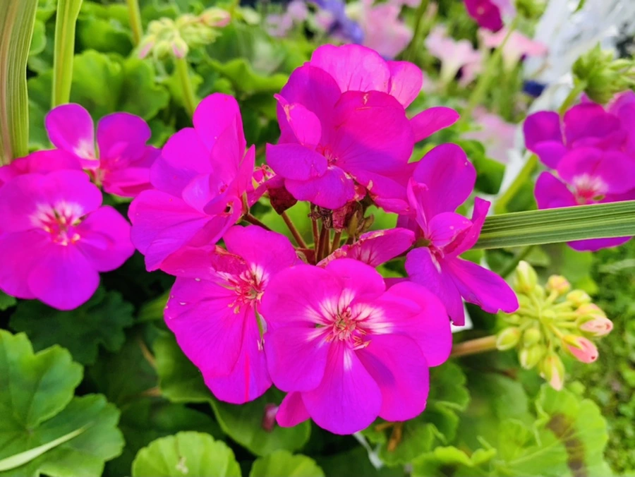 IMG_3019.jpg?type=w966