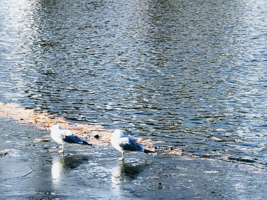 IMG_1198.jpg?type=w966