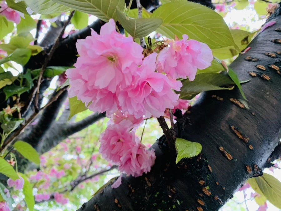 IMG_9263.jpg?type=w966