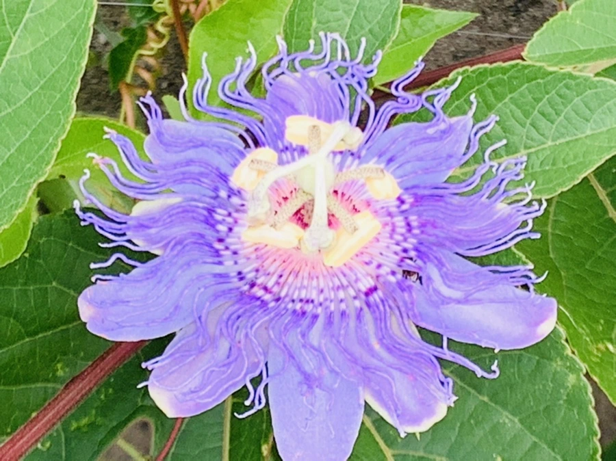 IMG_9477.jpg?type=w966