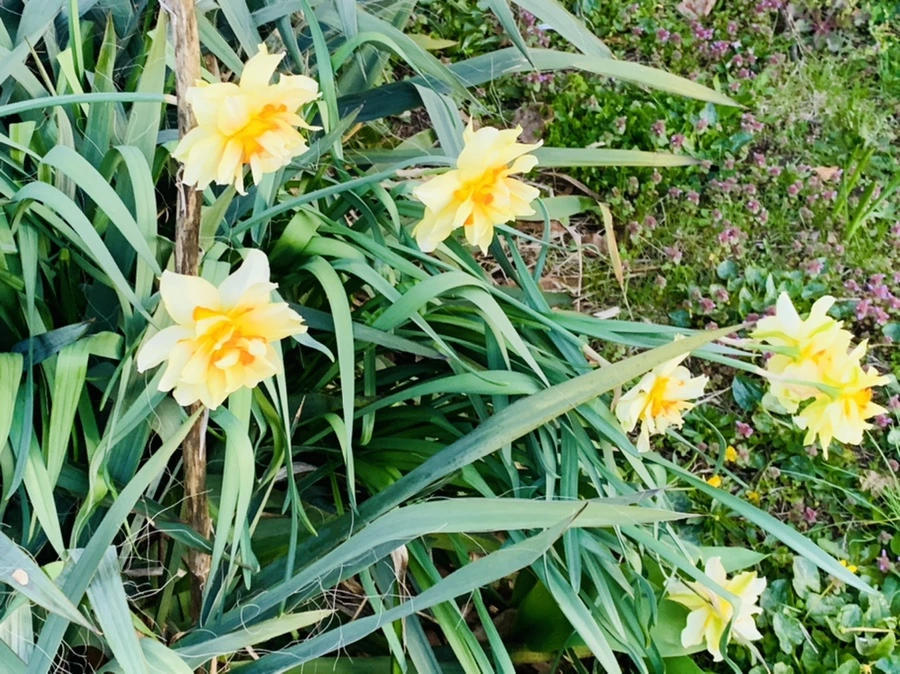 IMG_7440.jpg?type=w966