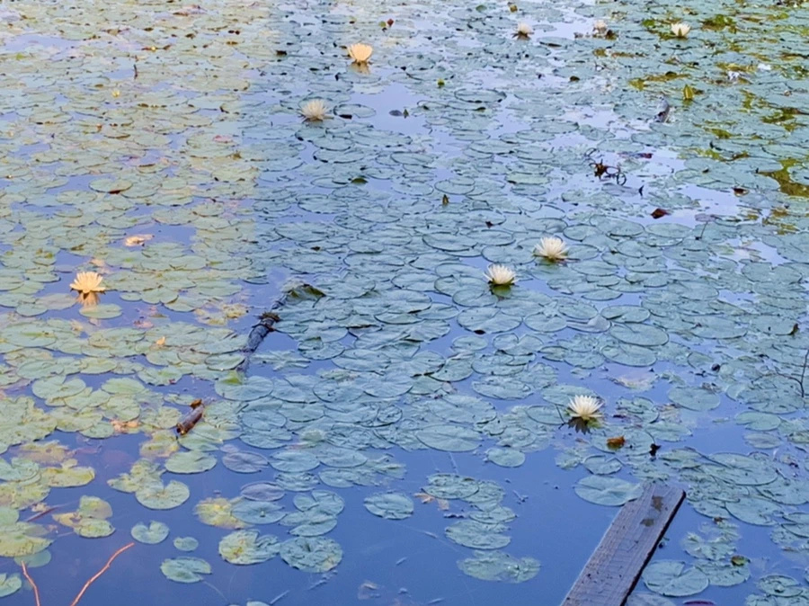 IMG_0739.jpg?type=w966