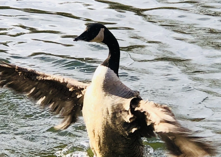 IMG_3610.jpg?type=w966