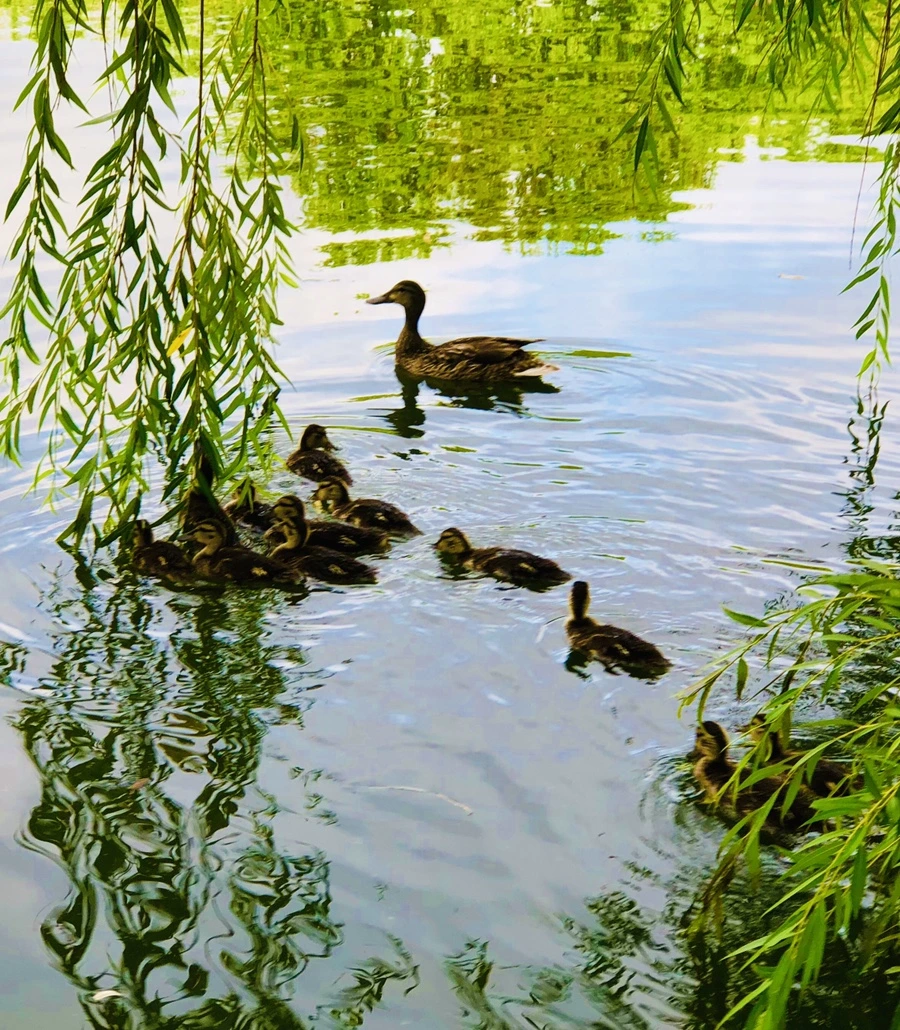 IMG_3153.jpg?type=w966