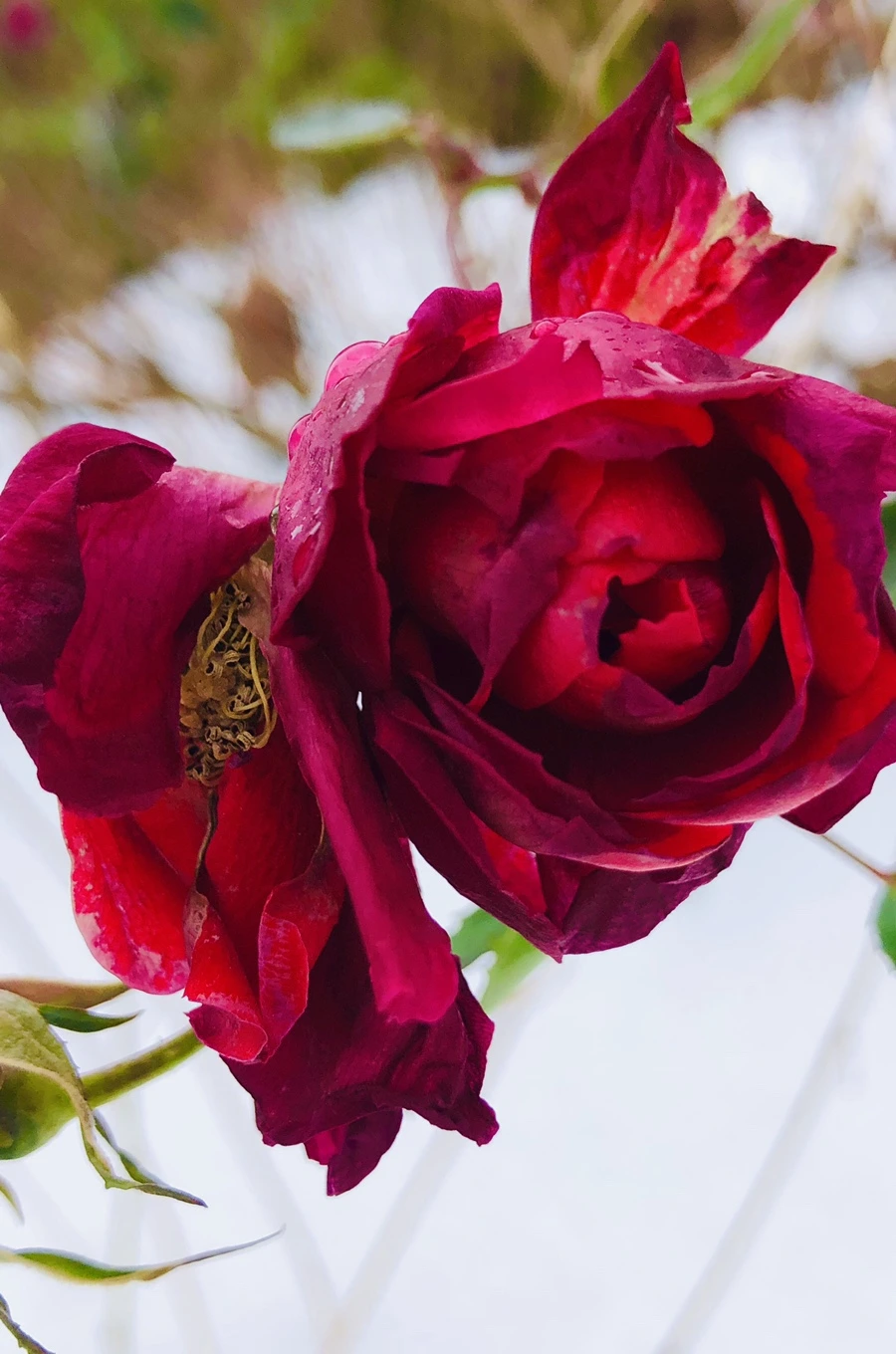 IMG_7554.jpg?type=w966