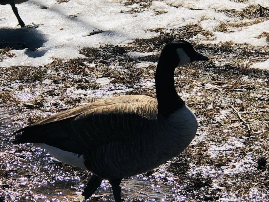 IMG_4645.jpg?type=w966