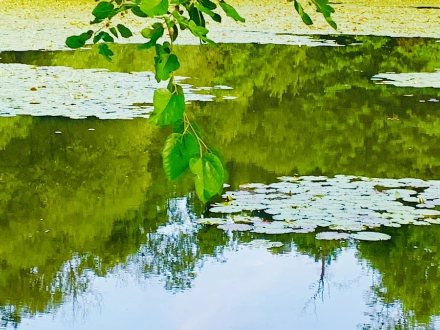 IMG_2994.jpg?type=w966