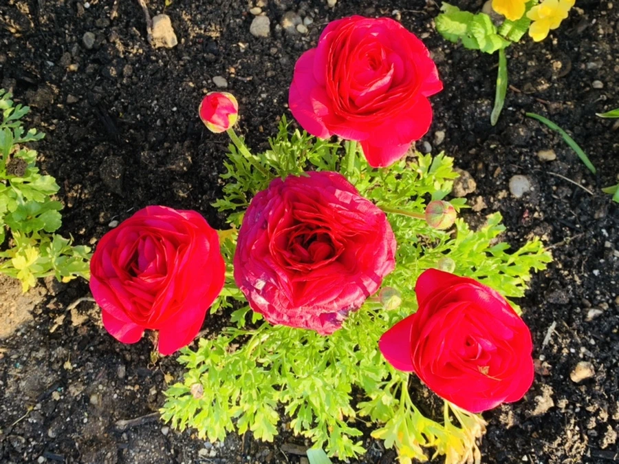 IMG_4967.jpg?type=w966