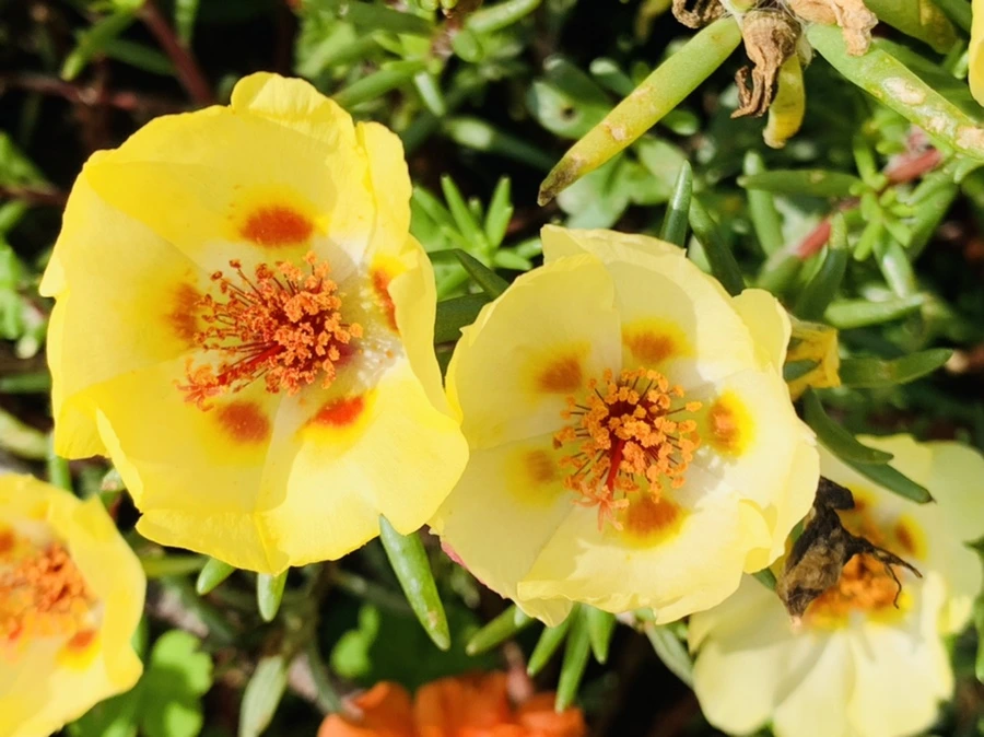 IMG_6676.jpg?type=w966