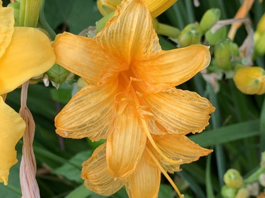 IMG_6022.jpg?type=w966