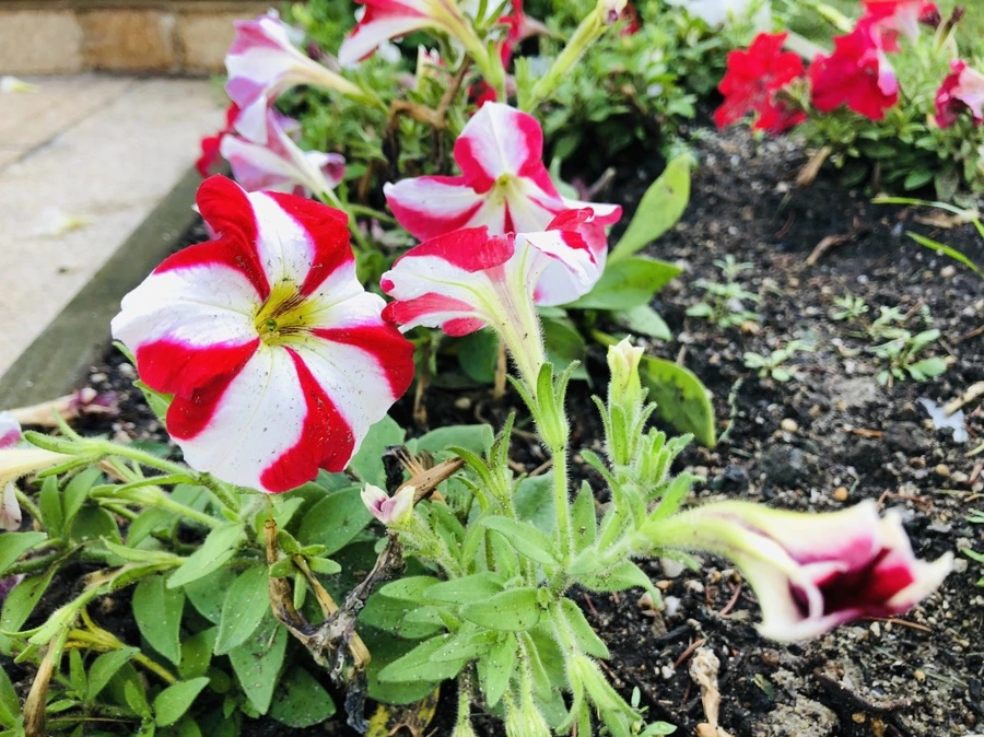 IMG_2144.jpg?type=w966