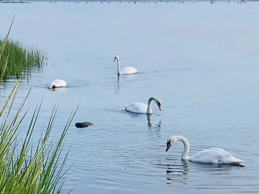 IMG_1378.jpg?type=w966