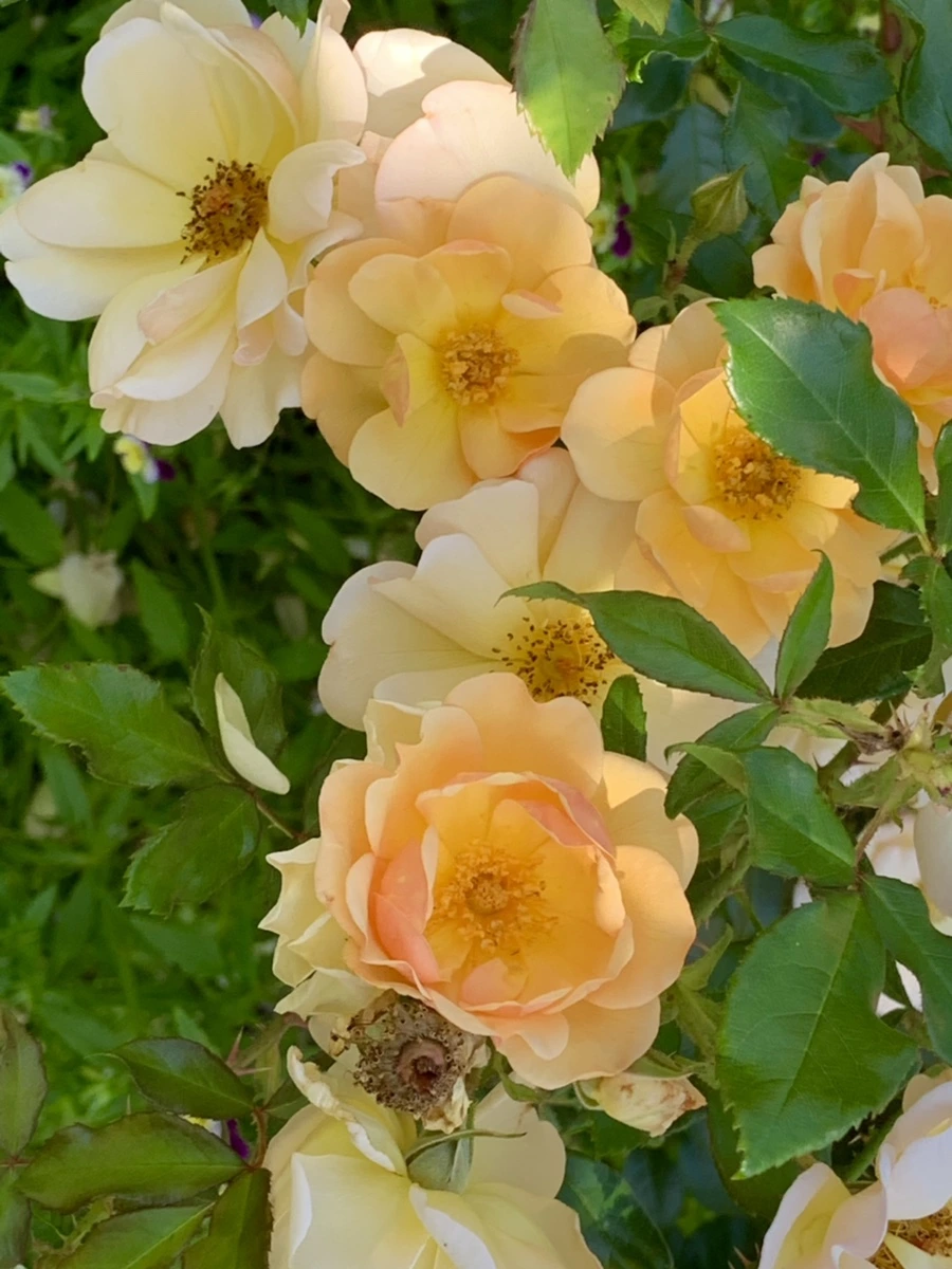 IMG_3086.jpg?type=w966