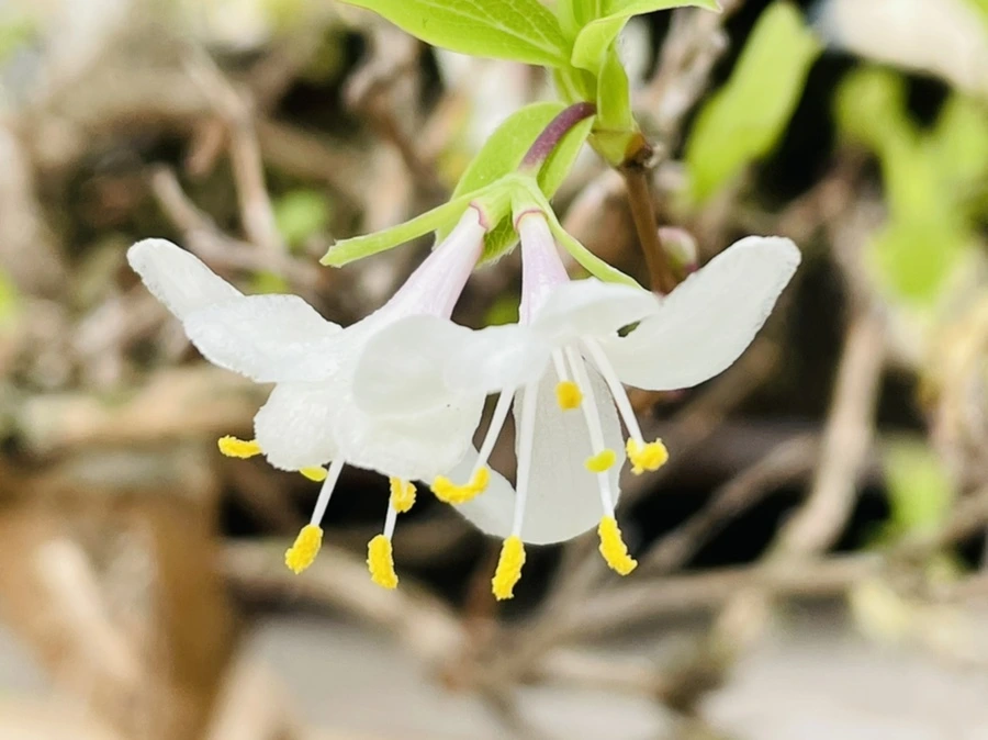 IMG_4190.jpg?type=w966