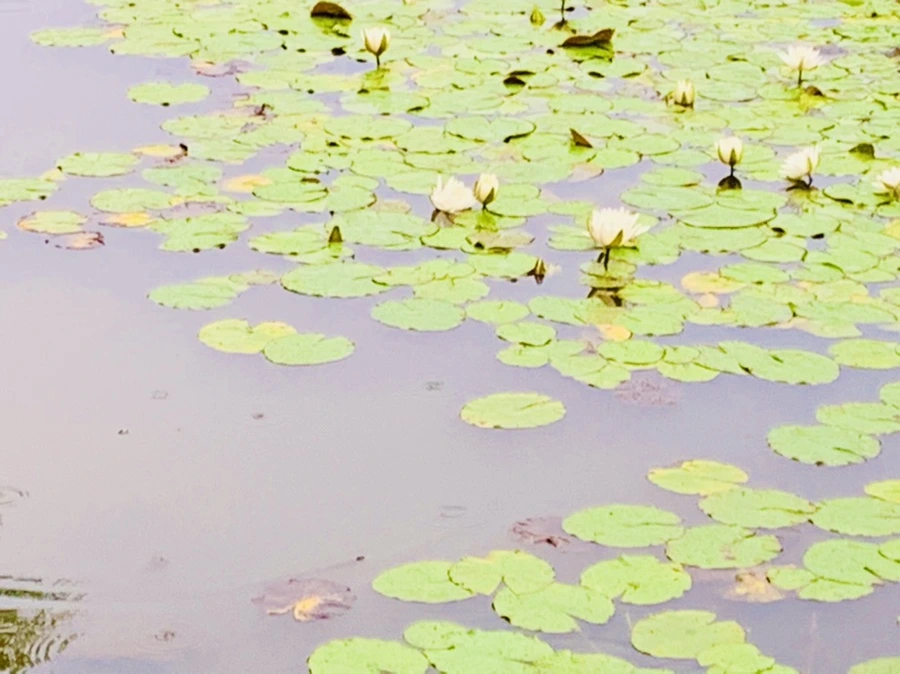 IMG_8361.jpg?type=w966