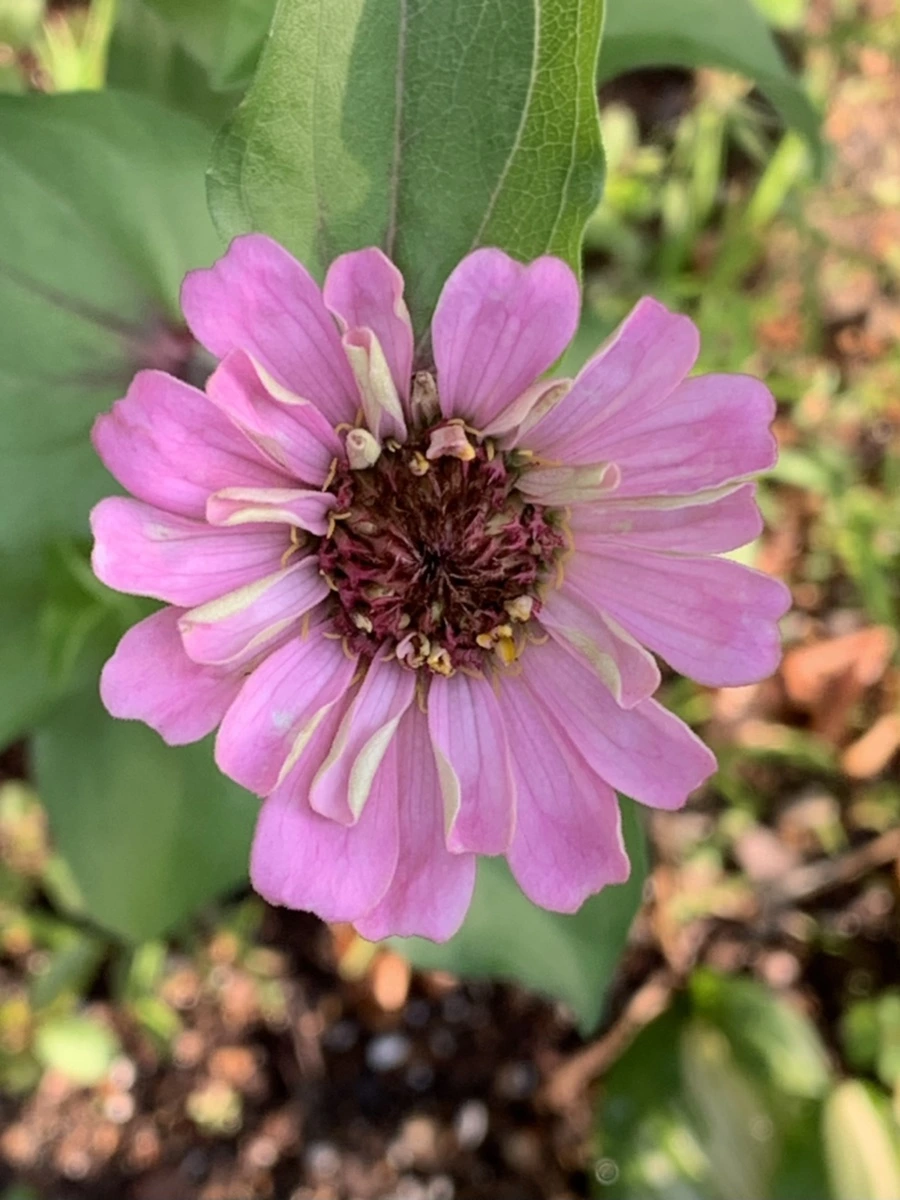 IMG_5863.jpg?type=w966