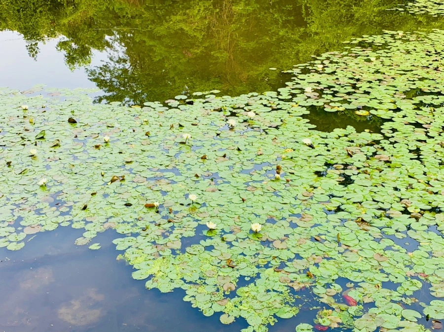 IMG_1656.jpg?type=w966