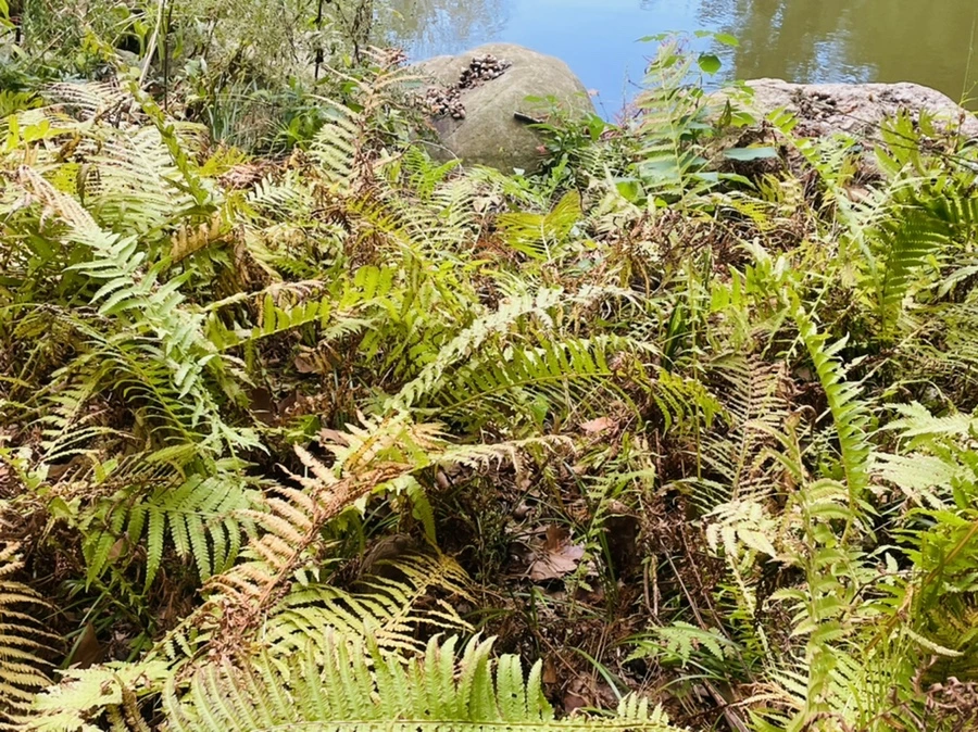 IMG_0187.jpg?type=w966