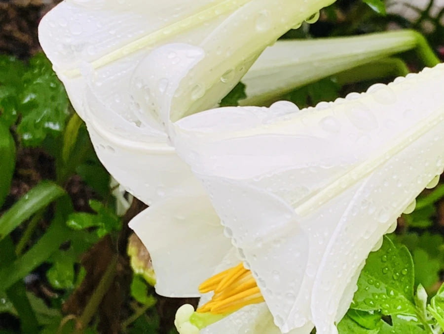 IMG_0130.jpg?type=w966