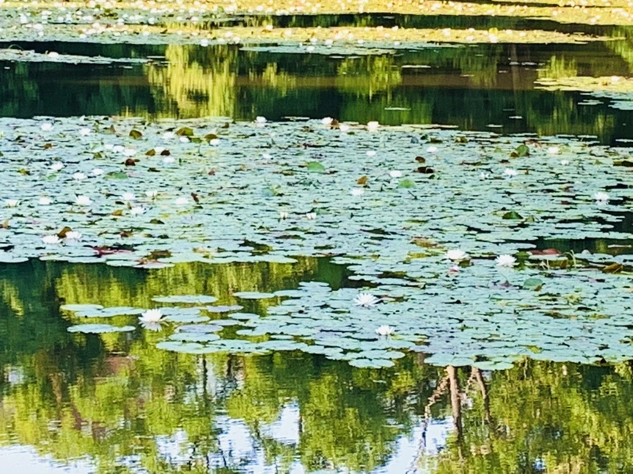 IMG_1956.jpg?type=w966