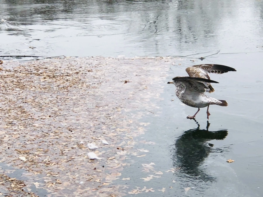 IMG_8706.jpg?type=w966