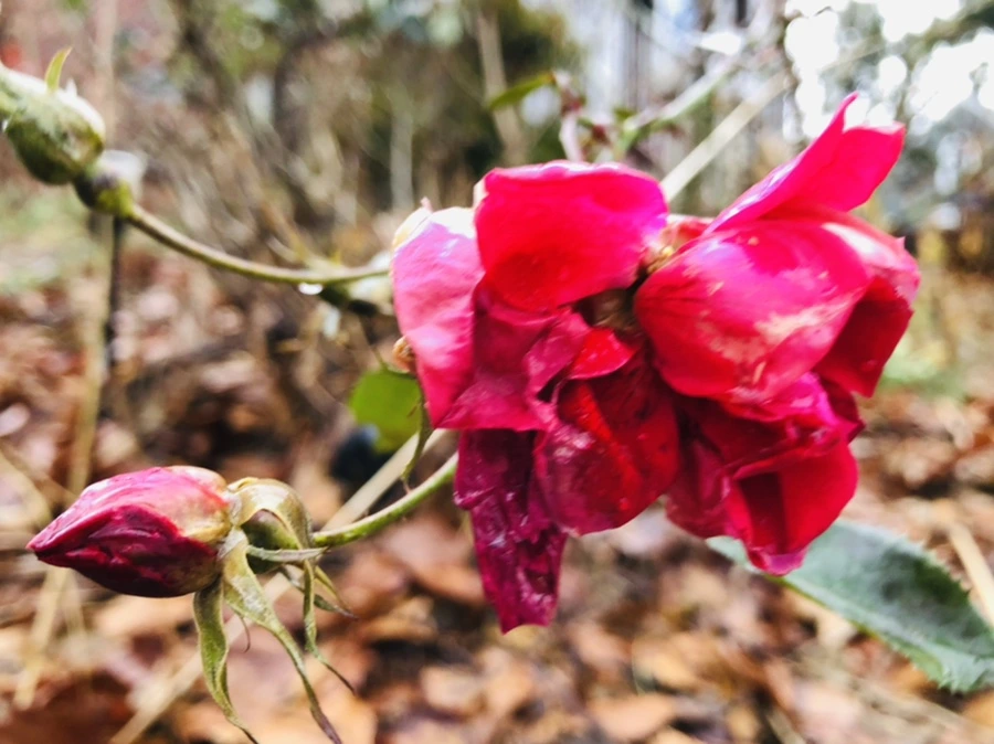 IMG_8100.jpg?type=w966