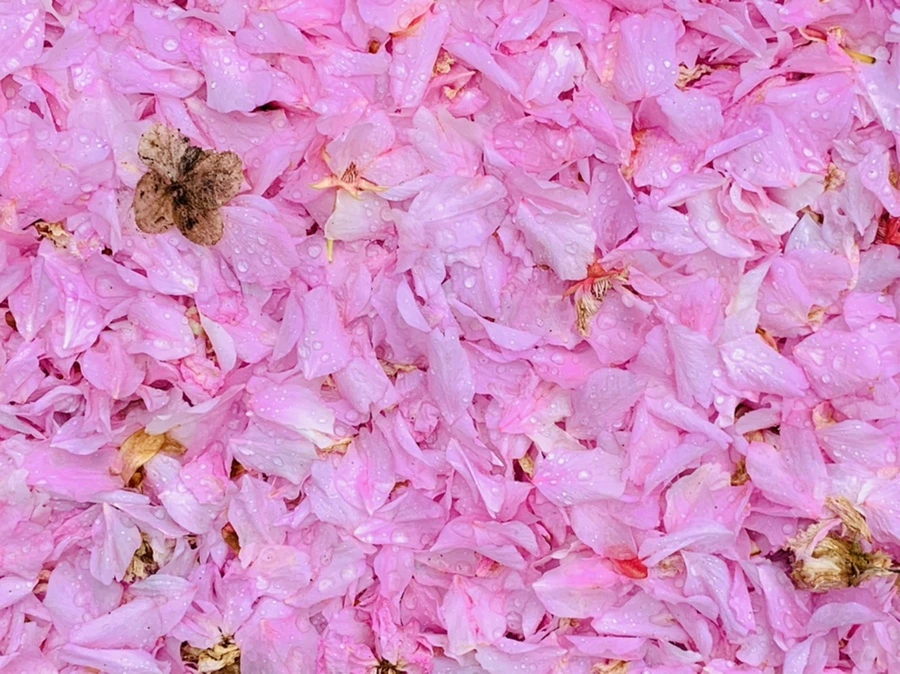 IMG_7277.jpg?type=w966