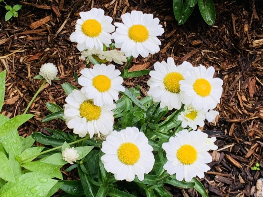 IMG_1009.jpg?type=w966