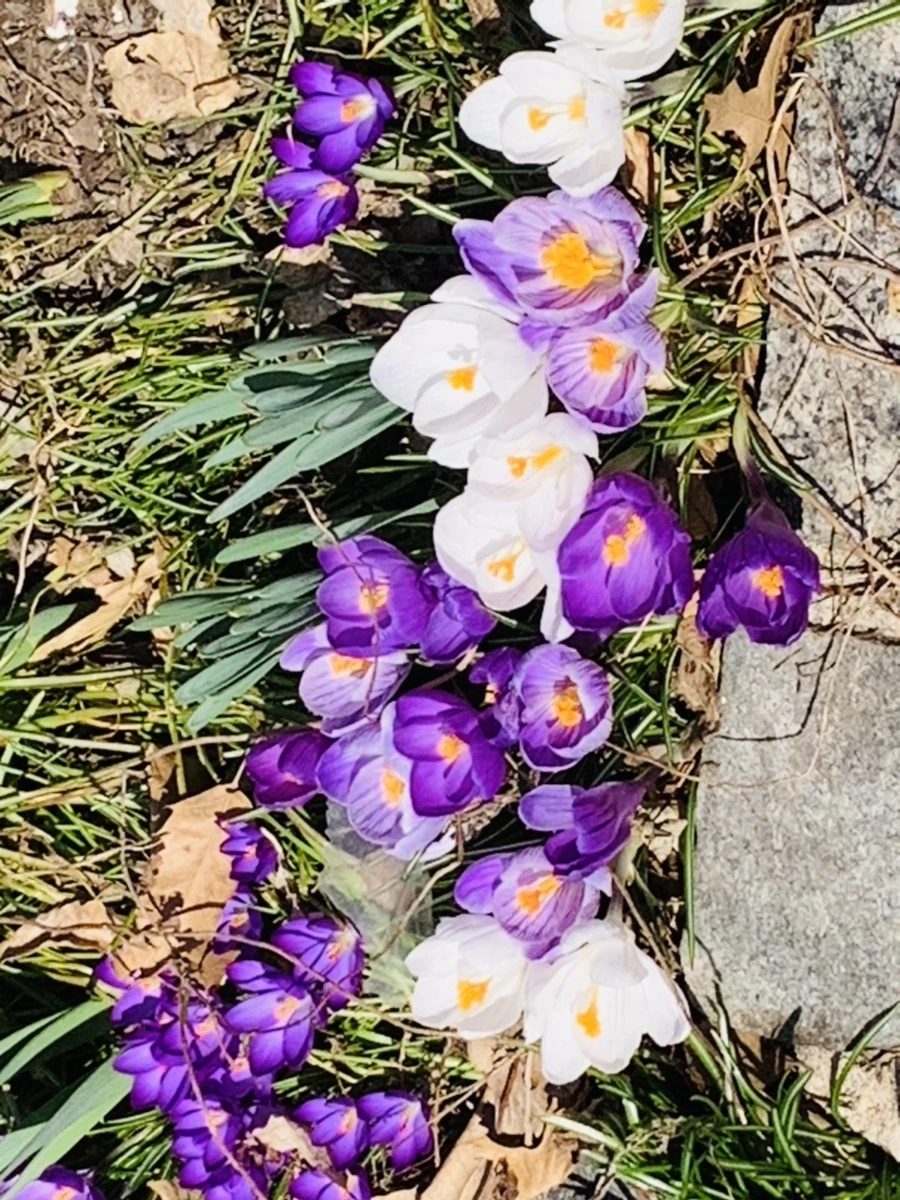 IMG_2908.jpg?type=w966