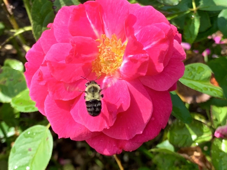 IMG_8493.jpg?type=w966