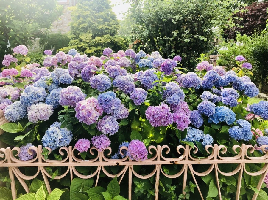 IMG_0992.jpg?type=w966