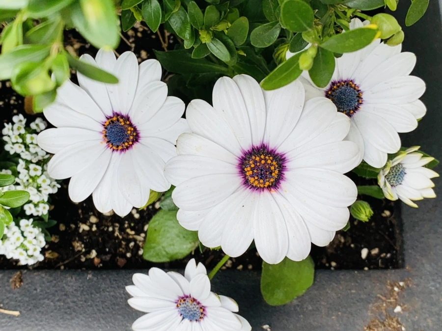 IMG_0051.jpg?type=w966