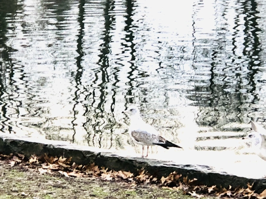 IMG_9134.jpg?type=w966