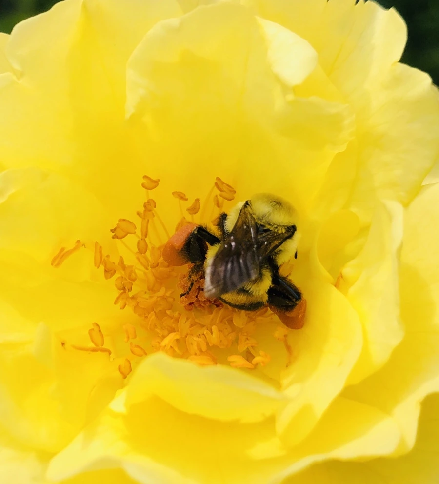 IMG_5683.jpg?type=w966