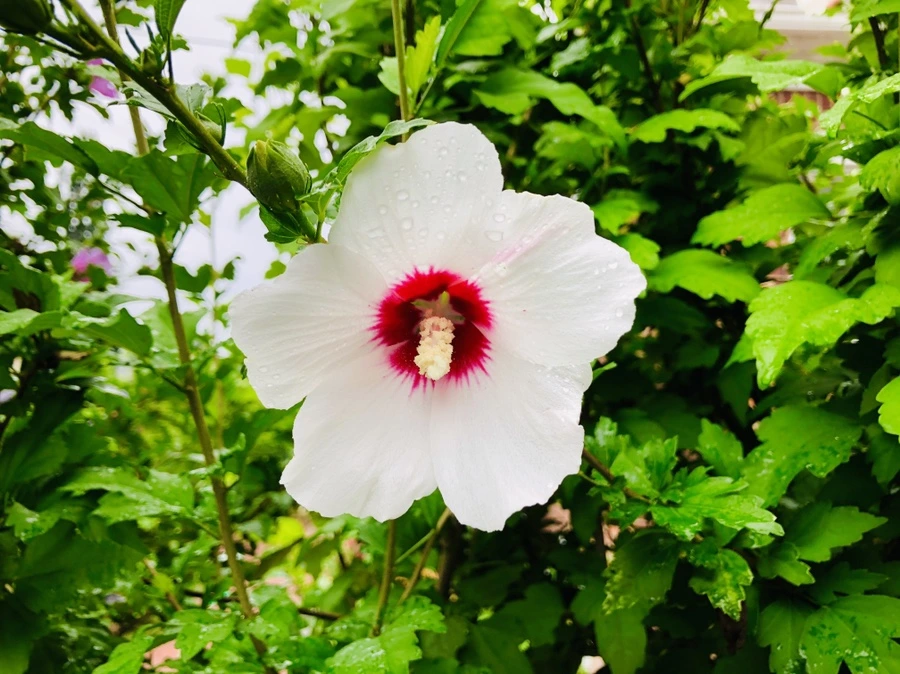 IMG_3199.jpg?type=w966