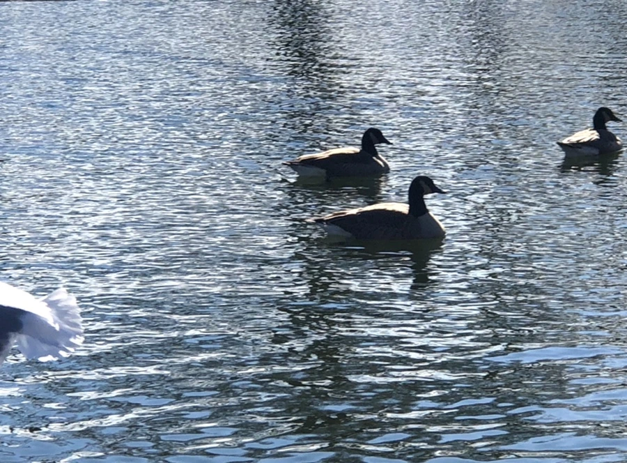 IMG_5357.jpg?type=w966