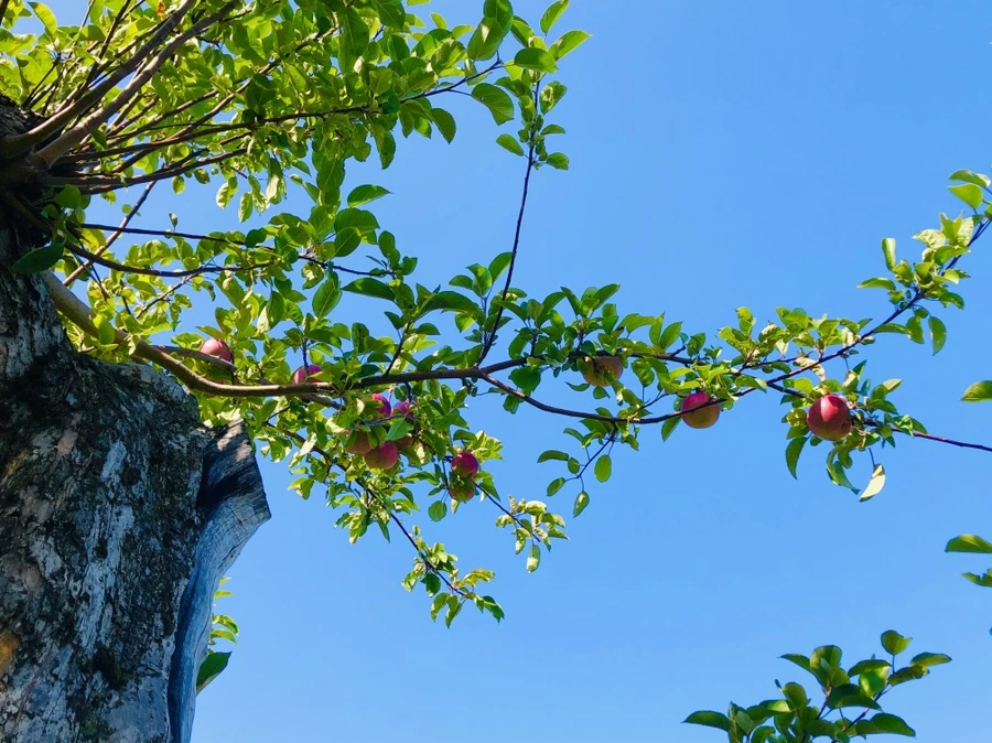 IMG_0731.jpg?type=w966