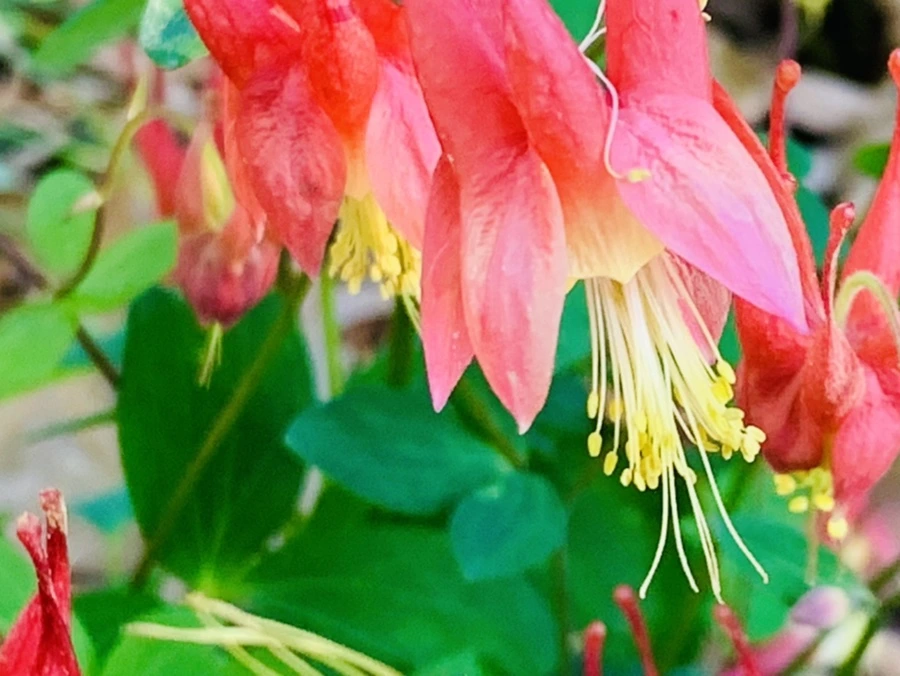 IMG_2163.jpg?type=w966