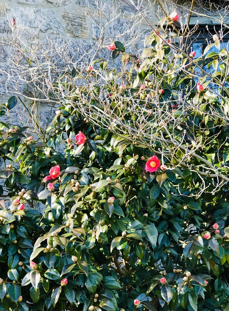 IMG_1369.jpg?type=w966