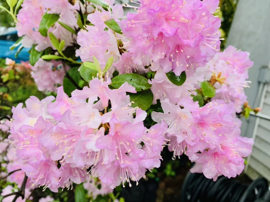 IMG_9484.jpg?type=w966