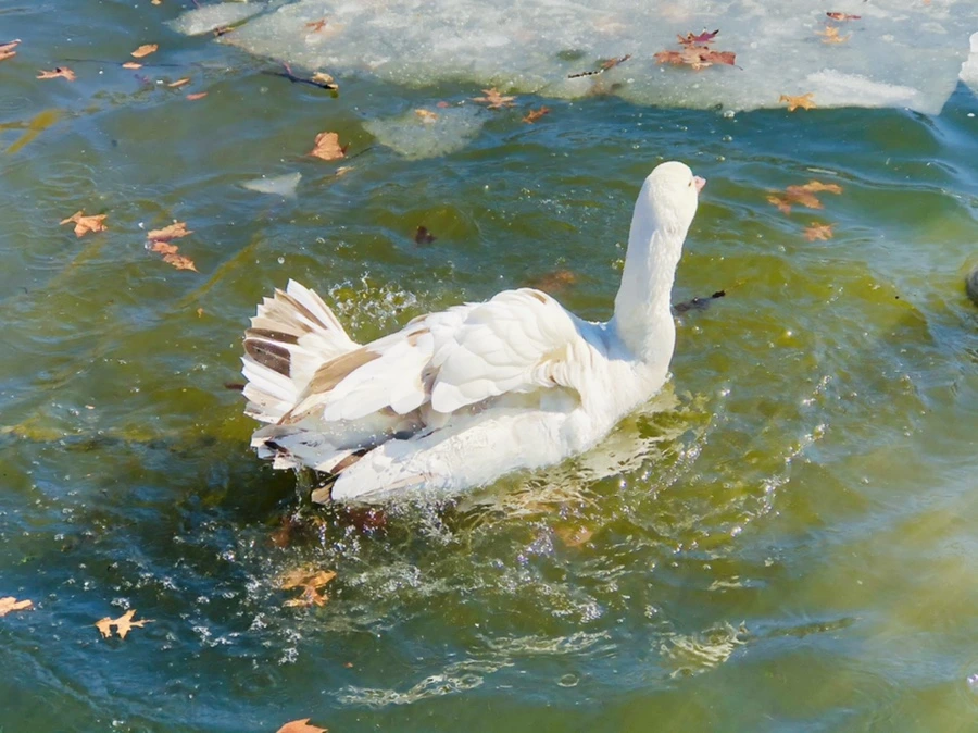 IMG_5199.jpg?type=w966