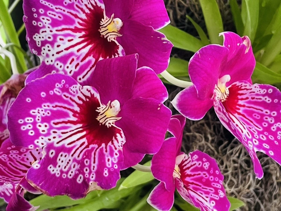 IMG_1328.jpg?type=w966