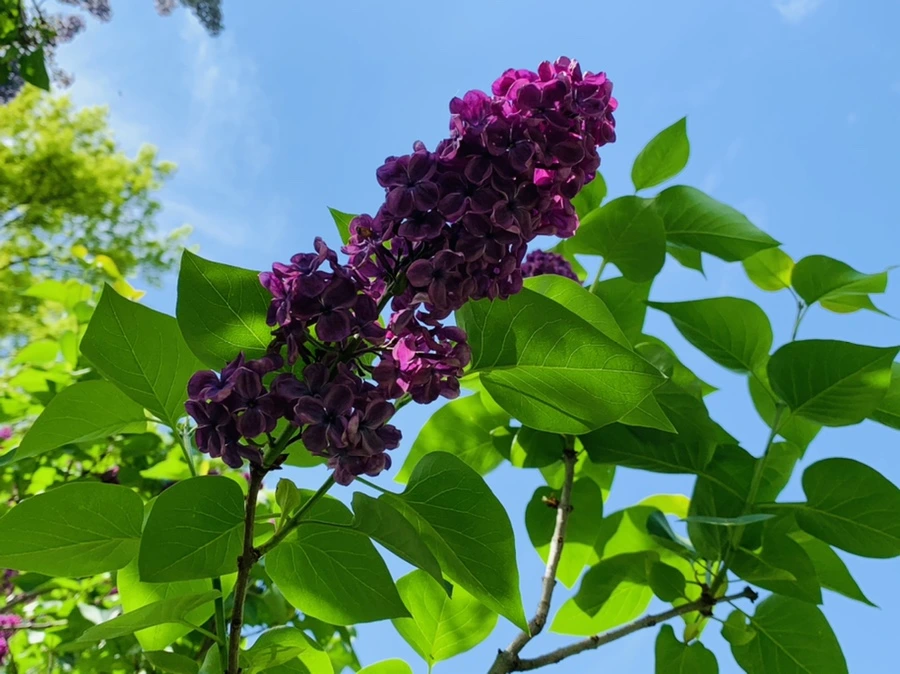 IMG_8805.jpg?type=w966