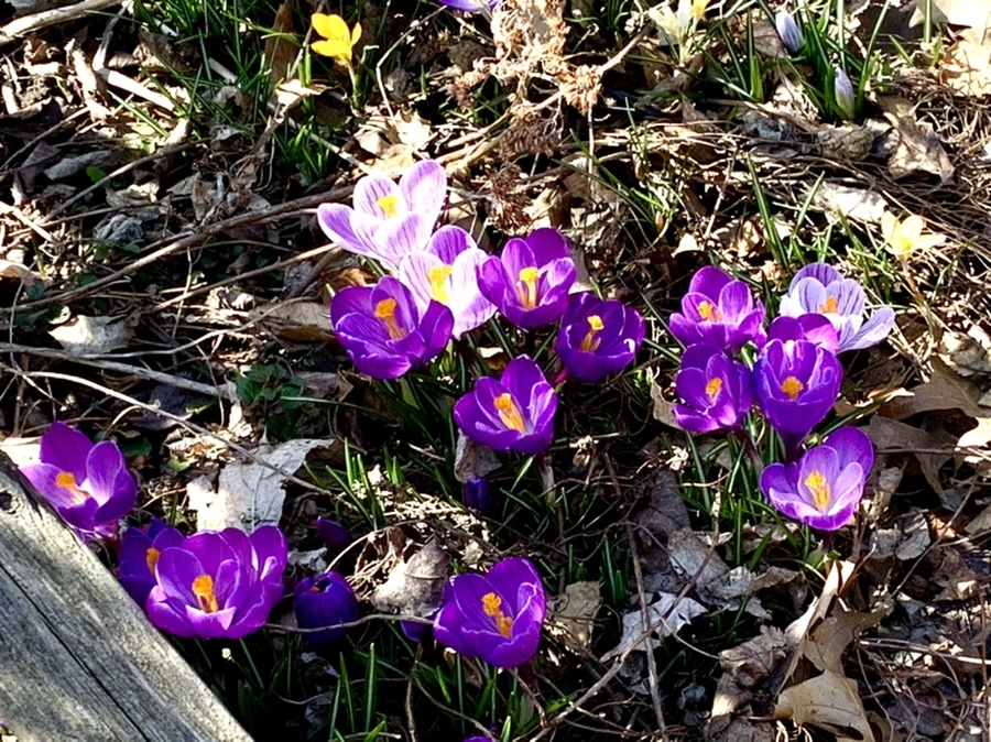 IMG_2907.jpg?type=w966