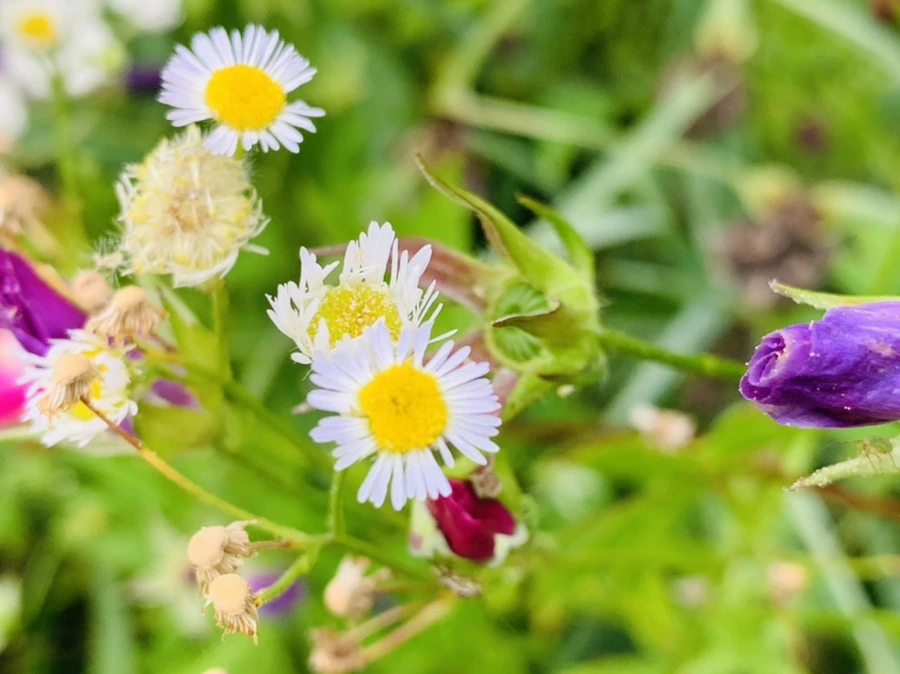 IMG_2663.jpg?type=w966