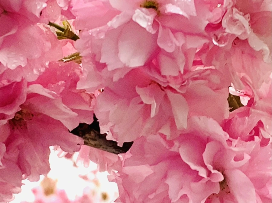 IMG_5283.jpg?type=w966