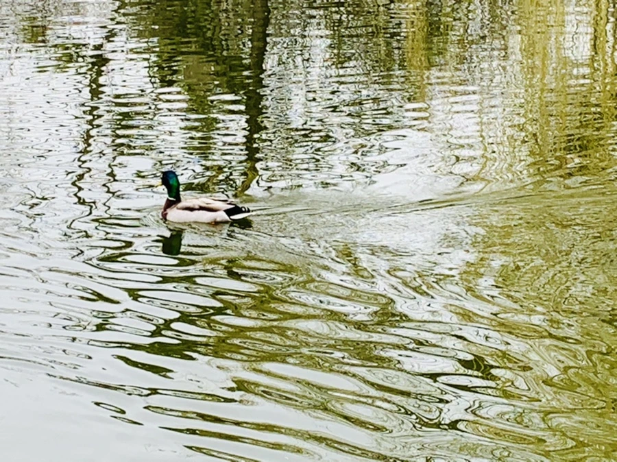 IMG_3833.jpg?type=w966