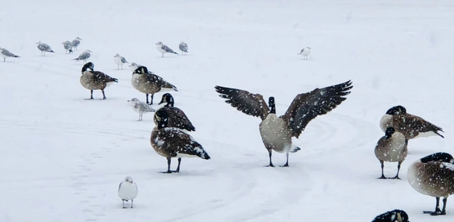 IMG_4079.jpg?type=w966