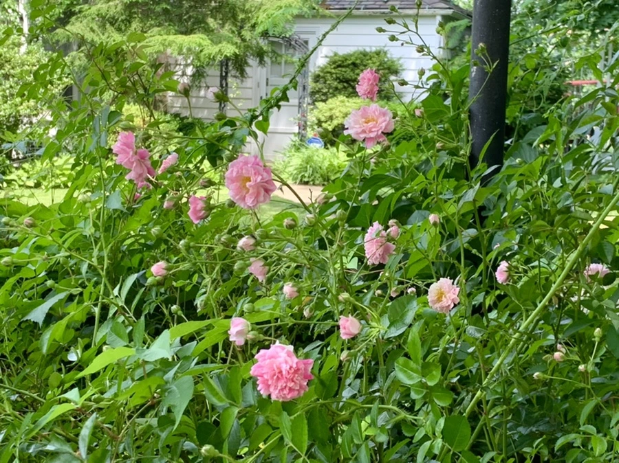 IMG_1844.jpg?type=w966