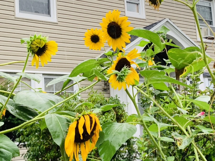 IMG_3811.jpg?type=w966